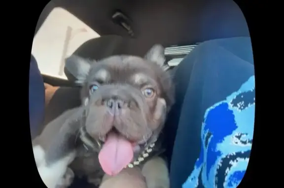 Missing dog Arlington, photo: Lost dog, Baldwin Park, California, Arlington - brown with light brown paws, gray eyes