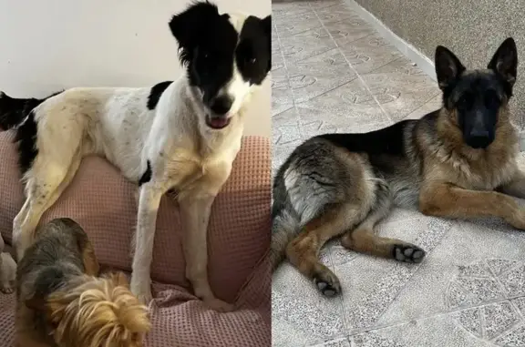 Perro perdido, Camí Vell de Bétera, Moncada, Burjassot - hembra mestiza blanca y negra - photo