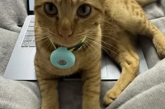 Gato perdido, se llama Rubí, macho capado, se fue ayer tarde a dar un paseo y no volvió, zona cash garcia hacia arriba, ruego si alguien lo ve llame al 681171856 o 616462169, tiene chip.
