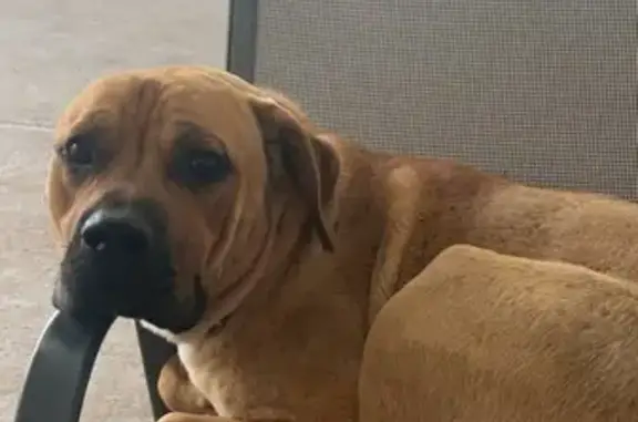 Lost dog, Penrith, New South Wales, Saint Marys - photo