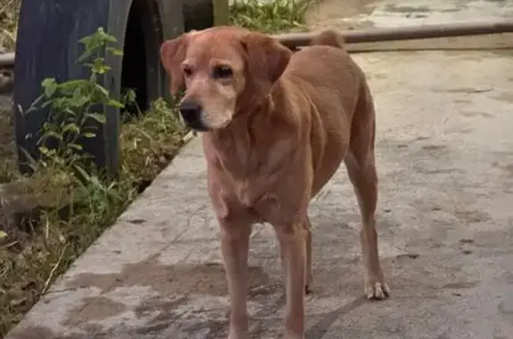 Perdido cachorro macho, Rua dos Aguanos, 10 - com coleira preta e corrente - photo