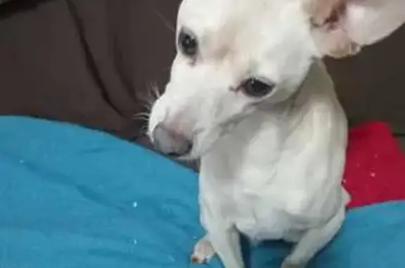 Perdido cachorro macho, Fanny, Curitiba - PR, Brasil - atende por Ric - photo
