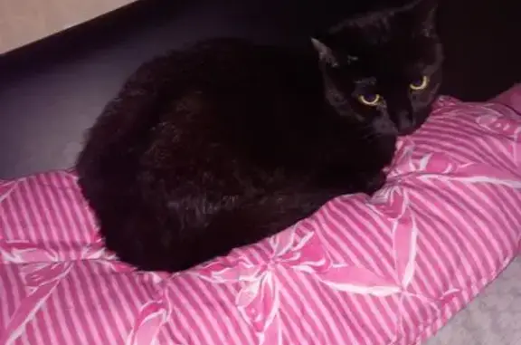 Lost pets Dagenham, photo: Lost cat, Downing Road, 293, 293A, Dagenham - male, skinny, skittish