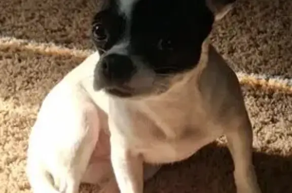 Lost dog, Buggy Hub Trail, 7612, Athens — female Chihuahua mix, scared of strangers - photo