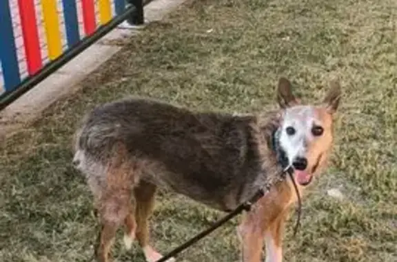 Perdido perro hembra, Carrer d'Esteve Edo Escultor, 6, València, Valencia - con collar y correa - photo