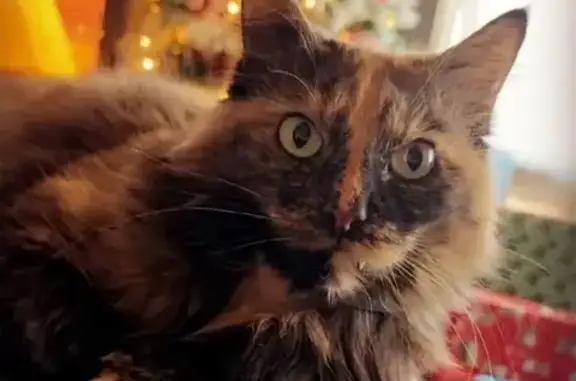Lost cat, Mildred Road, Machesney Park, Chicago - female, orange and black, long-haired - photo
