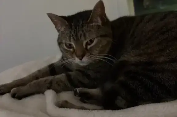 Lost cat, Hidden Branch Drive North, 4118, Jacksonville — sweet but skittish - photo
