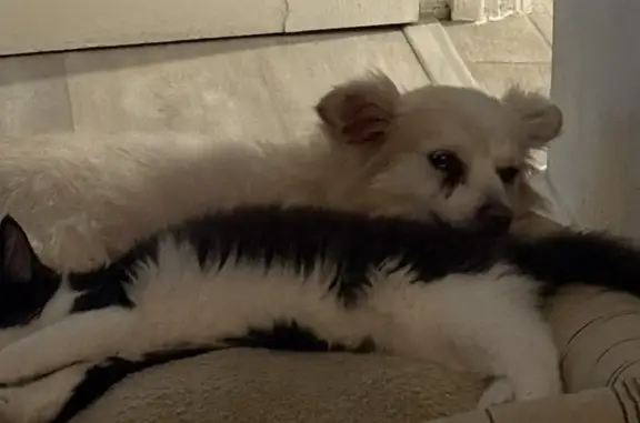 Lost dog, Mesa, Arizona, Phoenix - senior, partially deaf - photo