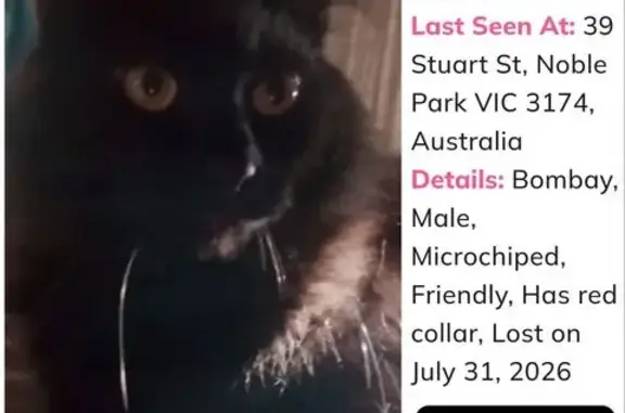 Lost cat, Stuart Street, 24, Greater Dandenong, Dandenong — male, black fur, red collar with bells - photo