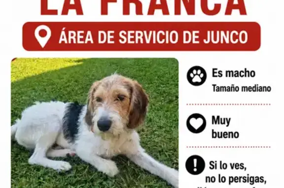 Perdido perro macho, La Franca, 33590 Ribadedeva, Asturias, España, Madrid - photo