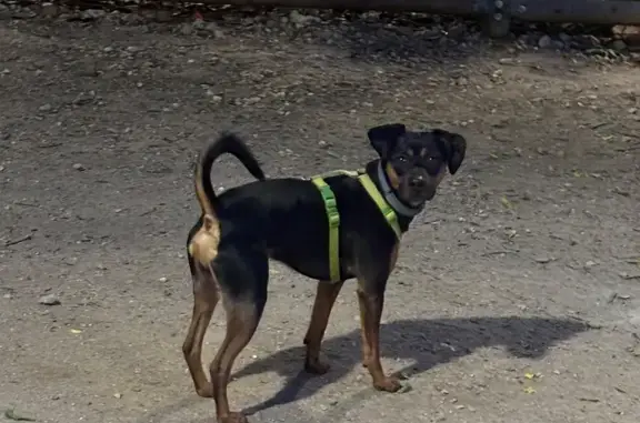 Perro perdido, Abades, Canarias, Granadilla de Abona — macho, con arnés verde - photo