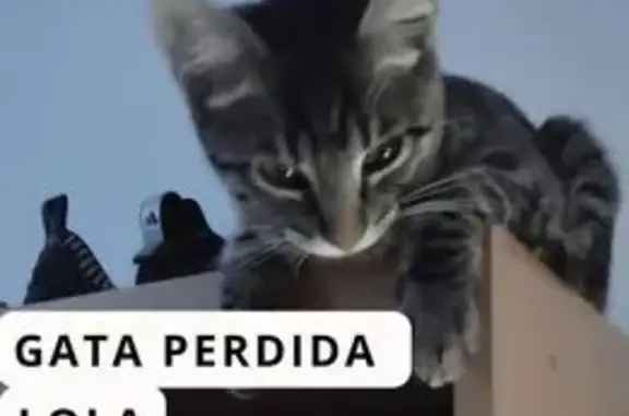 Perdido gato hembra, Calle de Andrés Vicente, Zaragoza - atigrada y muy delgadita - photo