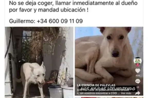 Perdido perro macho, Calle Gerald Brenan, 20, Alhaurín el Grande - blanco y grande - photo