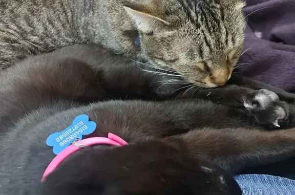 Gatos perdidos, Barcelona, foto: Perdido gato masculino negro con chip y esterilizado, Camí de Can Cases, Catalunya, Barcelona