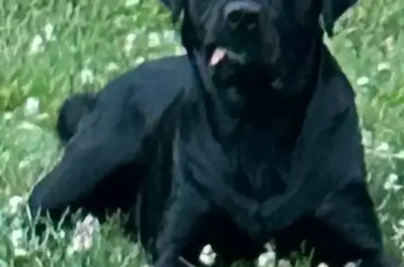 Lost dog, Sheppard Town Road, 1768, Crozier, Richmond — black lab, no collar - photo