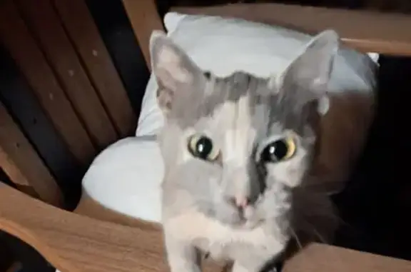 Found cat Roberts, photo: Found cat, Stormit Butte Road, 115, Roberts — light grey orange white tortoiseshell kitten
