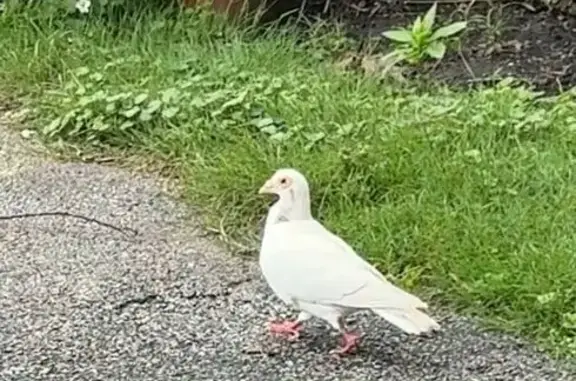 Found bird, Smith Avenue, 635,...