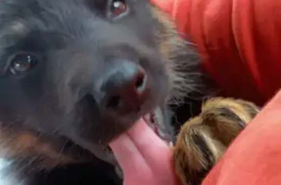 Lost dog, Madison Street, 200, Jefferson City - black with little brown - photo