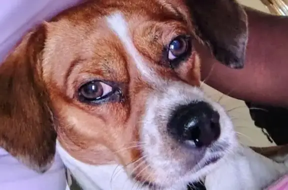 Lost dog, West Le Moyne Street, 5448, Chicago — male, wearing a camo collar - photo
