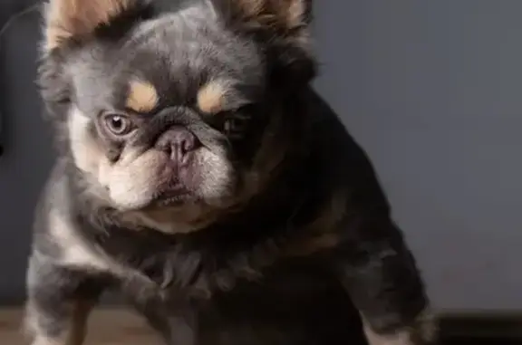 Lost dog, Tracy Avenue, 1017, Duncanville - blue and tan Frenchie - photo