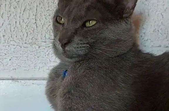 Perdido gato macho, Rua Waldir...
