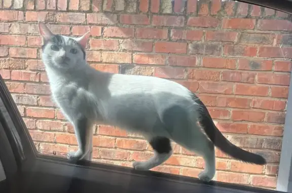 Lost cat, Languedoc Street, 16...