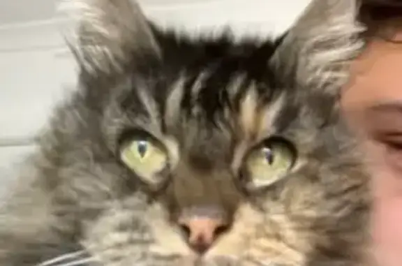 Lost cat, Aylesbury Crescent, 21, Hume City, Moonee Valley — female tabby with a very short stump tail - photo