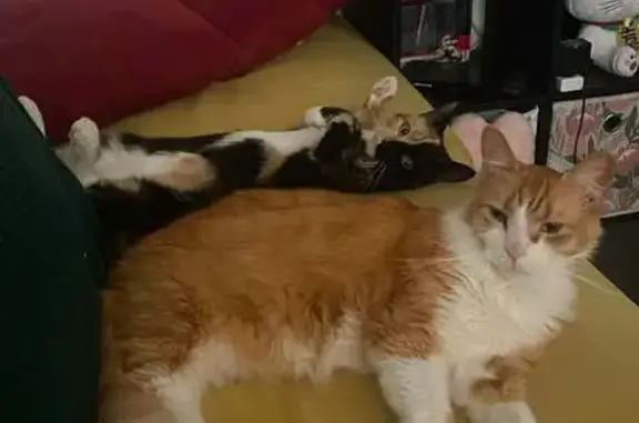 Lost cat, Willard Street, 139, Corinda - fluffy ginger and white tabby - photo
