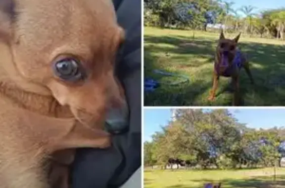 Perdido cachorro macho, Ipiranga, Ribeirão Preto - SP, Brasil - rabinho curto - photo
