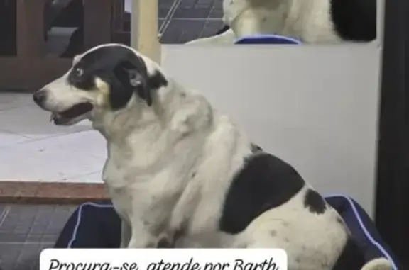 Perdido cachorro macho, Rua Baltazar de Souza, 583 - branco com manchas pretas nos olhos - photo