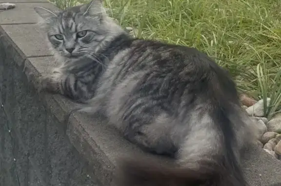 Lost cat, Oatley Street, 22, Narangba - silver tabby, microchipped - photo