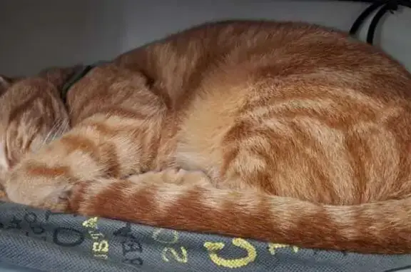 Lost cat, Volschenk Street, Be...