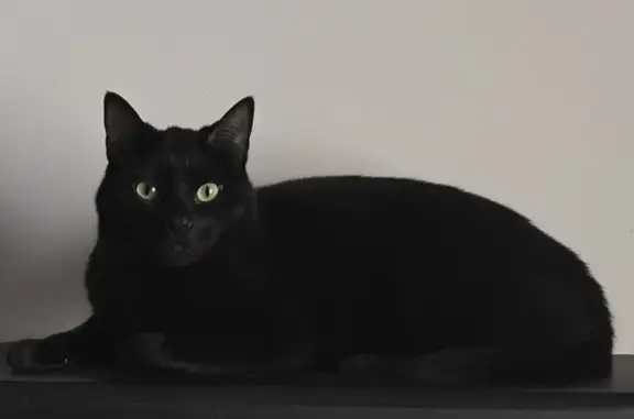 Gatos perdidos, San Fernando de Henares, foto: Perdido gato masculino, Calle de Lorenzo Bosquet, 33, Coslada, San Fernando de Henares - negro, pequeño y castrado
