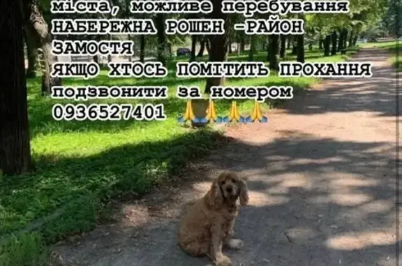 Зникла собака, вулиця Дмитра М...
