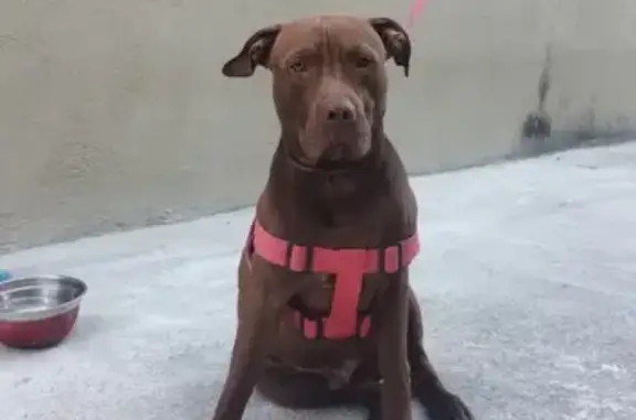 Encontrado cachorro macho marr...