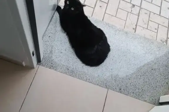Perdido gato hembra, Plaza Conde de Ferrería, Málaga - negro con rayas blancas - photo