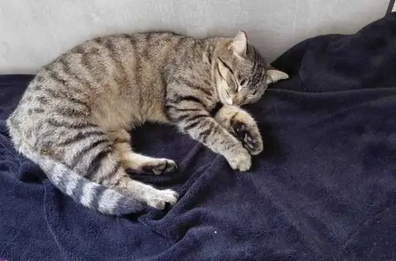 Lost cat, Caspian Street, 74,...