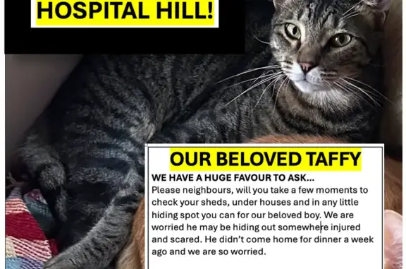 Lost cat, Church Lane, Murwillumbah - brown tabby, green eyes - photo