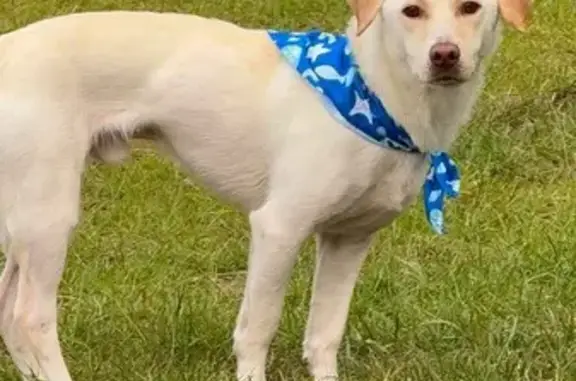 Lost dog, Steelwood Street, Arlington — white coat, brown eyes - photo