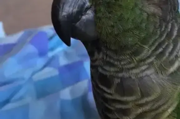 Lost bird, Restwell Road, Sydney, Cumberland Council - green cheek conure missing - photo