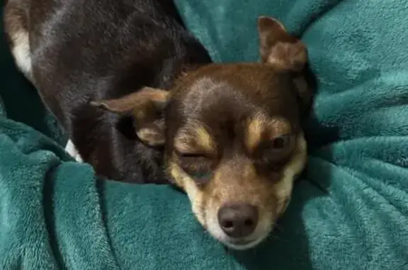 Animales perdidos Ciudad Nezahualcoyotl, foto: Perdido perro hembra, Cayetano Andrade, MZ53 LT455, Ciudad de México, Ciudad Nezahualcoyotl - pelo café oscuro y pecho blanco