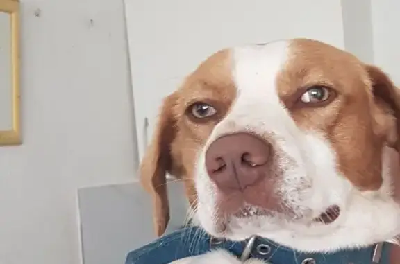 Perro perdido, Camí del Rajadell, Nules, Burriana - macho, mediano - photo