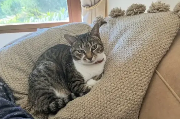 Perdido gato hembra, Mijas, Andalucía, Malaga - ojos claros y pecho blanco - photo