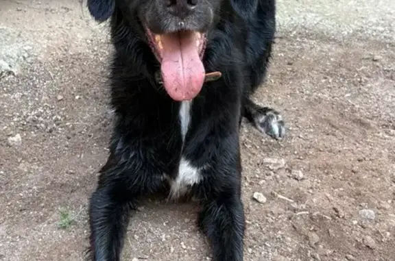 Perdida perra hembra, Carrer de Sant Joan, 11, Meliana, Burjassot - ojos con heterocromía - photo