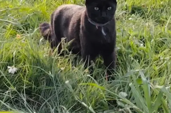 Encontrado gato en Calle José...