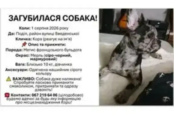 Зникла собака, Павлівська вулиця, 17, Київ — мерле, плямиста - photo