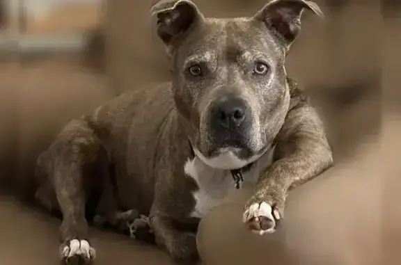 Lost dog, Palmer Ranch, Brandon — female pit mix, brown brindle - photo