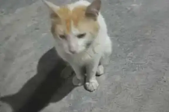 Encontrado gato macho, Calle P...