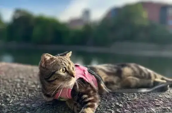 Perdido gato hembra, Cristina-Enea Parkea, 5, Donostia / San Sebastián — esterilizada y con chip - photo