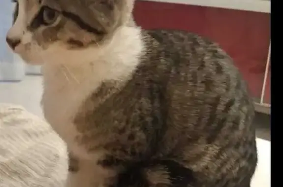 Encontrado gato fêmea, Avenida...